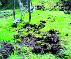 Los jabalíes causan importantes destrozos en el cementerio de Deva